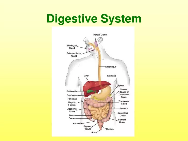 digestive system