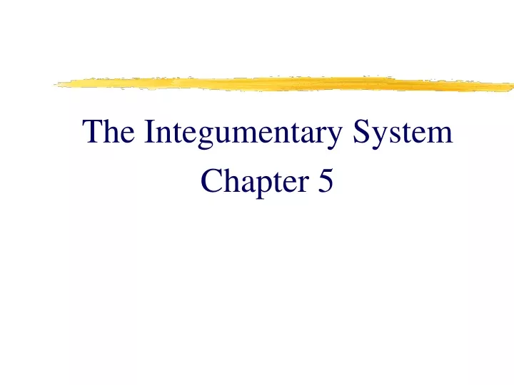 the integumentary system chapter 5