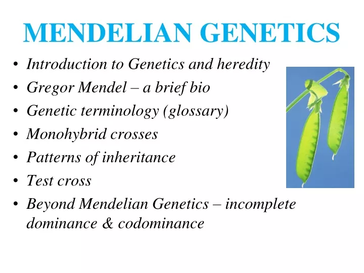 mendelian genetics