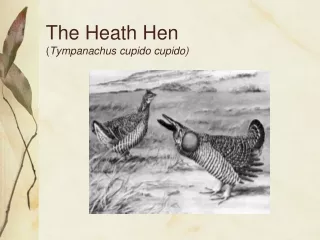 The Heath Hen ( Tympanachus cupido cupido)