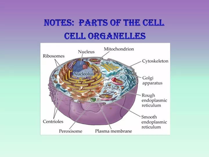 notes parts of the cell