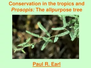 Conservation in the tropics and  Prosopis:  The allpurpose tree Paul R. Earl