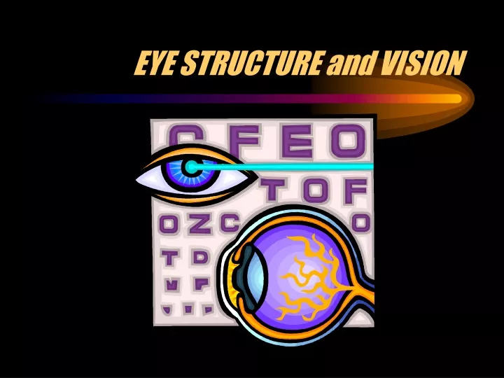 eye structure and vision