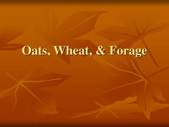 oats wheat forage
