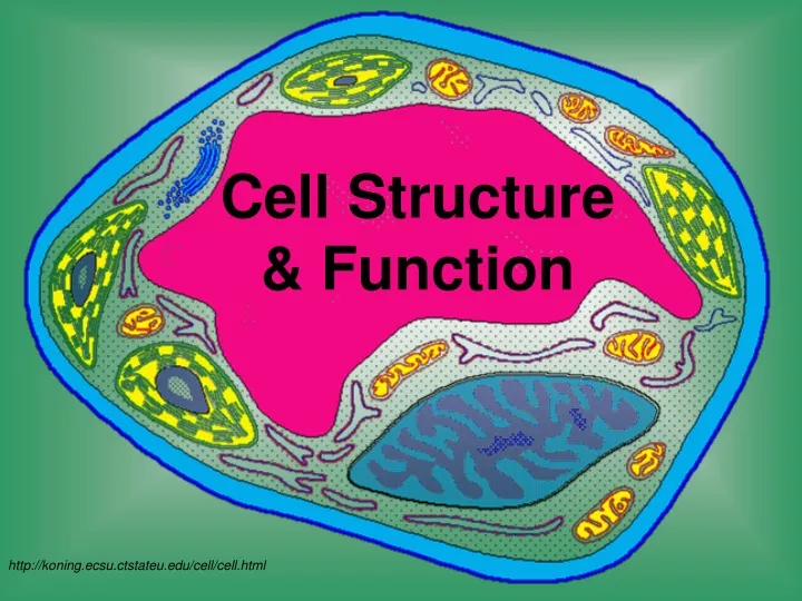 cell structure function