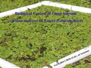 Biological Control of Giant Salvinia ( salvinia molesta ) on Lower Colorado River