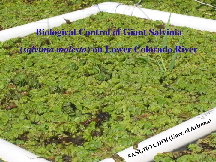 biological control of giant salvinia salvinia