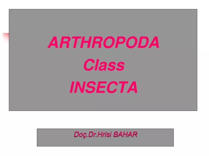arthropoda class insecta