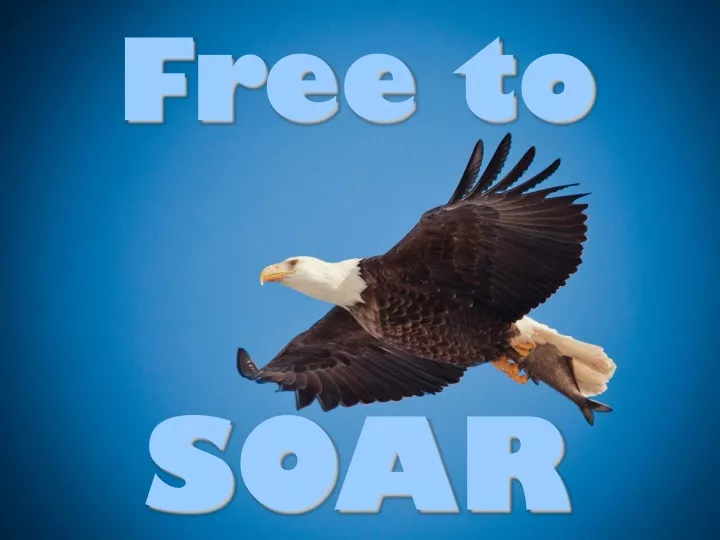 free to soar