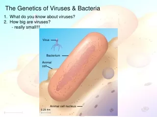 The Genetics of Viruses &amp; Bacteria