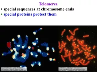 Telomeres  special sequences at chromosome ends  special proteins protect them