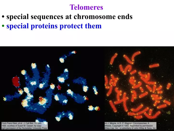 telomeres special sequences at chromosome ends