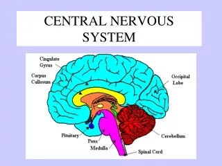 CENTRAL NERVOUS SYSTEM