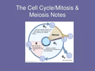 The Cell Cycle/Mitosis &amp; Meiosis Notes