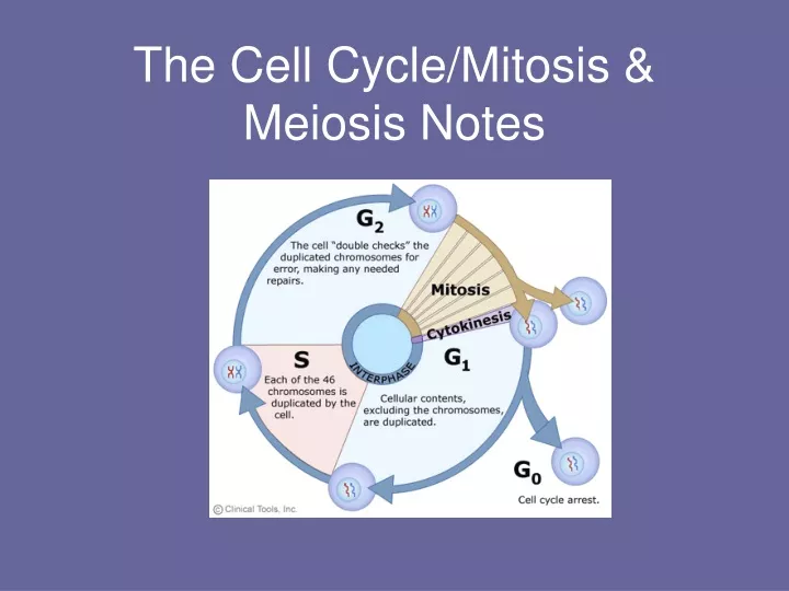the cell cycle mitosis meiosis notes