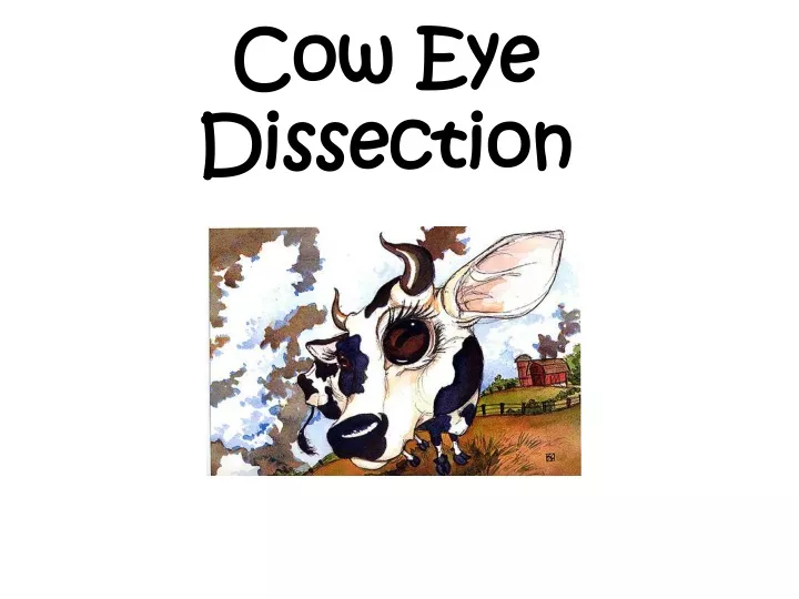 cow eye dissection