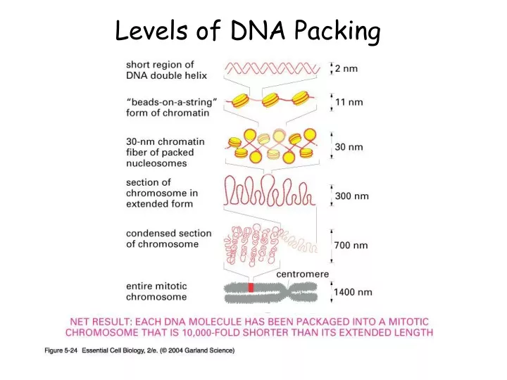levels of dna packing
