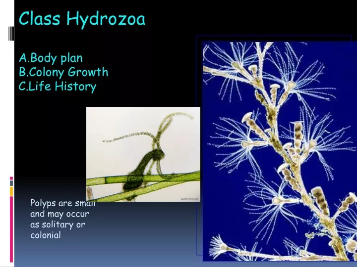 class hydrozoa body plan colony growth life