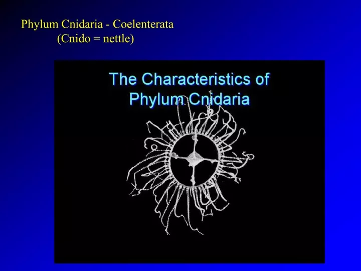 phylum cnidaria coelenterata cnido nettle