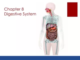 Chapter 8 Digestive System