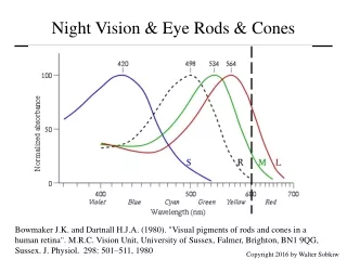 Night Vision &amp; Eye Rods &amp; Cones