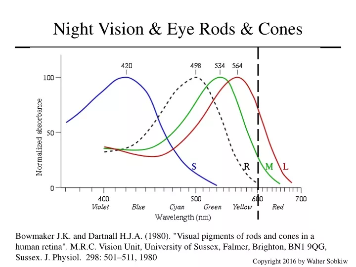 night vision eye rods cones