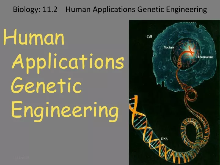 biology 11 2 human applications genetic engineering