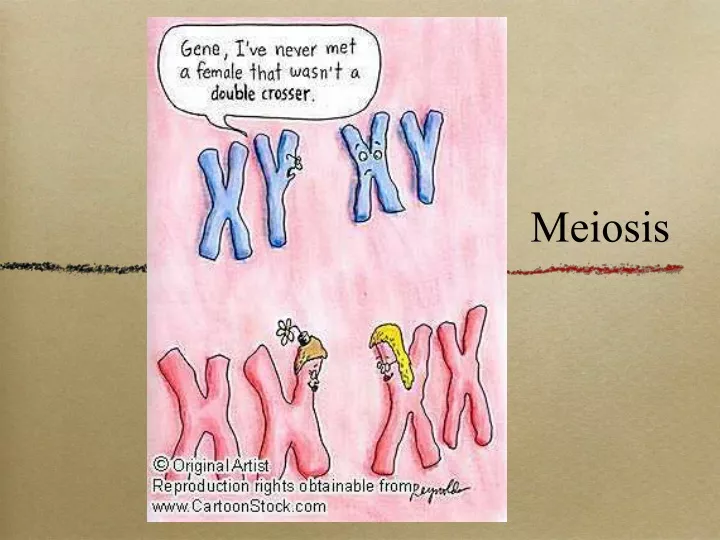 meiosis