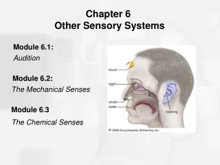 Chapter 6  Other Sensory Systems
