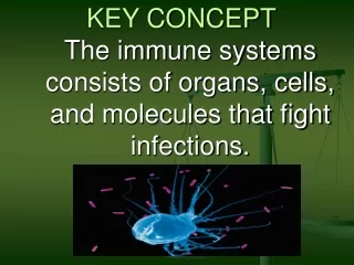 KEY CONCEPT The immune systems consists of organs, cells, and molecules that fight infections.