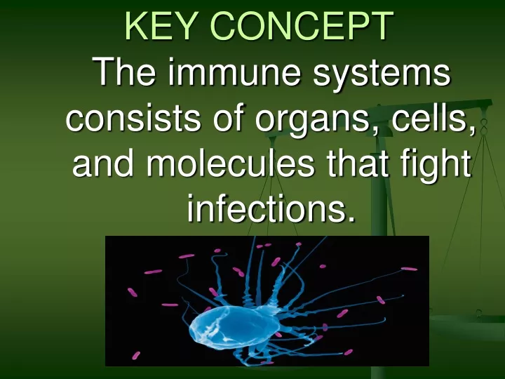 key concept the immune systems consists of organs