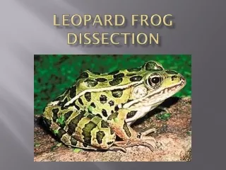 Leopard Frog Dissection
