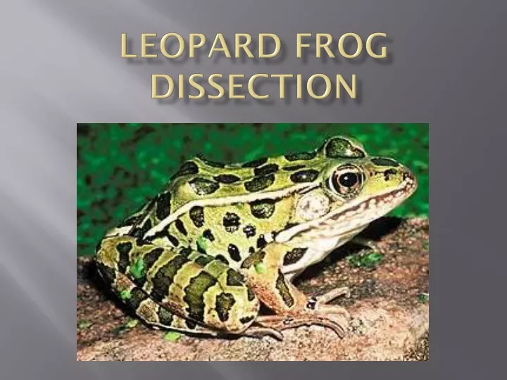 leopard frog dissection
