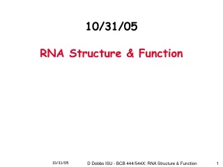 10/31/05 RNA Structure &amp; Function