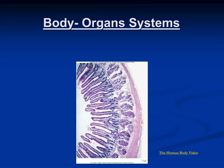 body organs systems