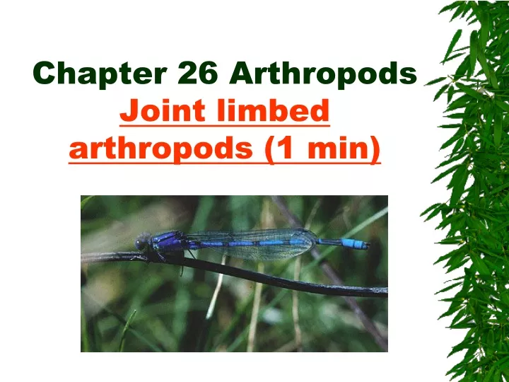 chapter 26 arthropods joint limbed arthropods 1 min