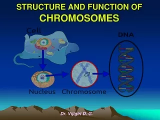 STRUCTURE AND FUNCTION OF CHROMOSOMES