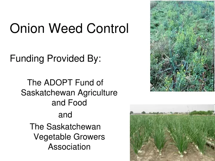 onion weed control