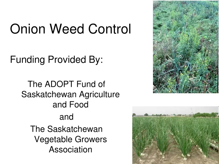 PPT Comprehensive Study On Onion Weed Control Using Pre emergence 