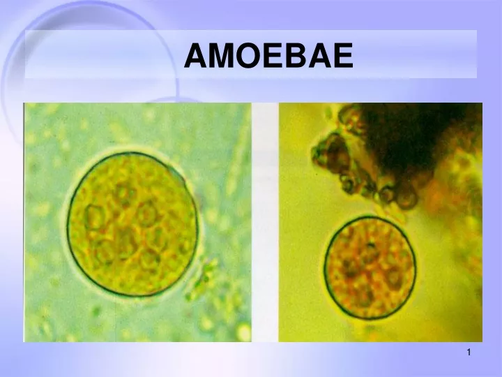 amoebae