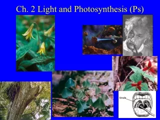 Ch. 2 Light and Photosynthesis (Ps)