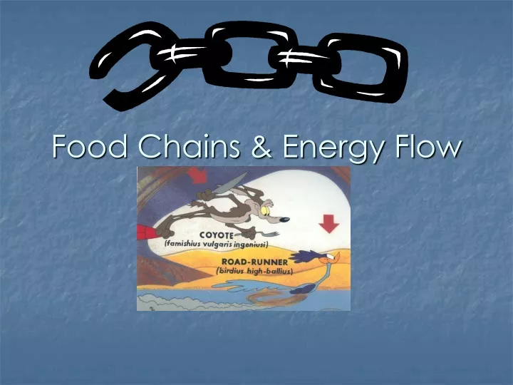 food chains energy flow