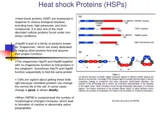 Heat shock Proteins (HSPs)