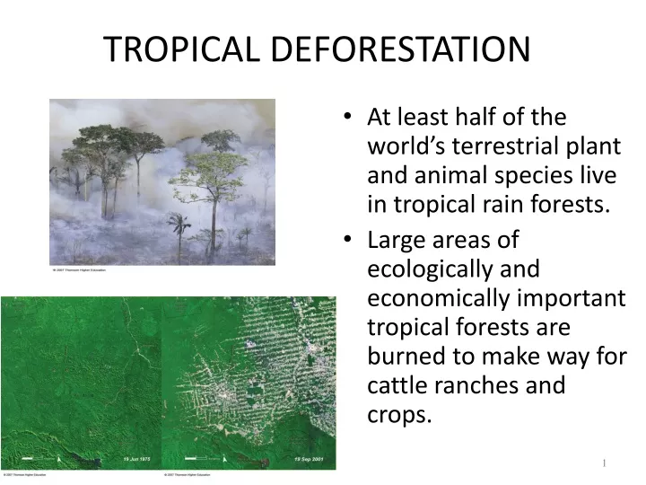 tropical deforestation