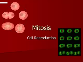 Mitosis