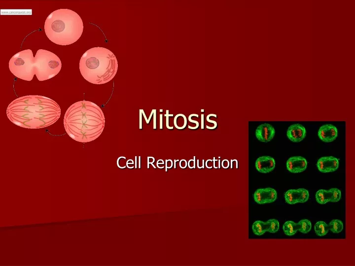 mitosis