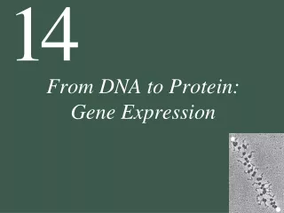 From DNA to Protein:  Gene Expression