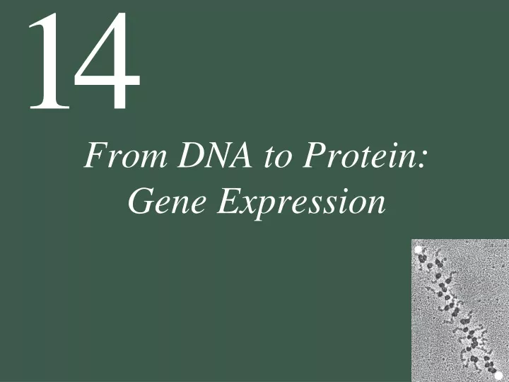 from dna to protein gene expression