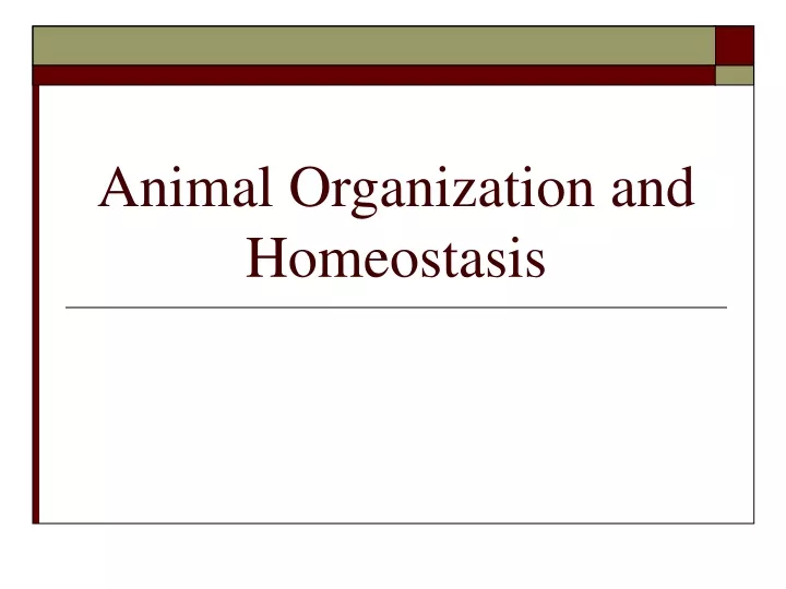 animal organization and homeostasis