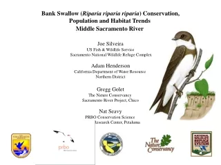 Bank Swallow ( Riparia riparia riparia ) Conservation, Population and Habitat Trends